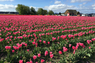 The neighboring Skagit Valley is home to the annual Skagit Valley Tulip Festival.